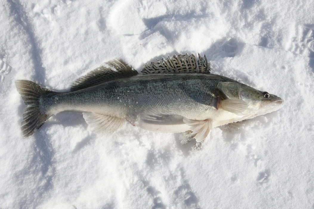 Vapaa-ajankalastajat saavat pyytää minimissään 42-senttisiä kuhia, mutta kaupalliset kalastajat pienempiä kolmen vuoden ajan.