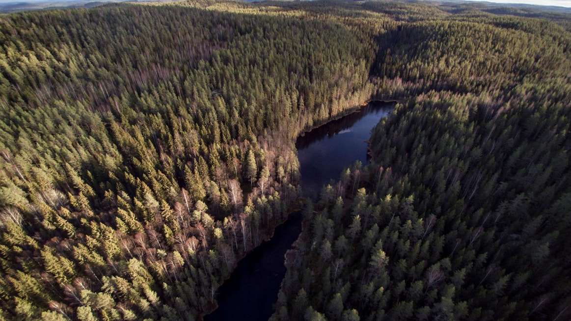 Metsähallituksen hallinnassa on kolmasosa Suomen pinta-alasta. Kuvassa Isojärven kansallispuisto.