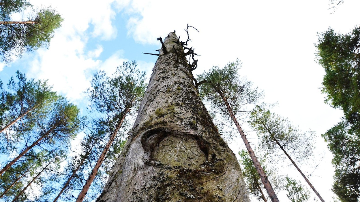 Pyhäkankaan karsikko sijaitsee vanhan ruumistien varrella. Puiden runkoihin on kaiverrettu nimikirjaimia ja kuolinvuosia.