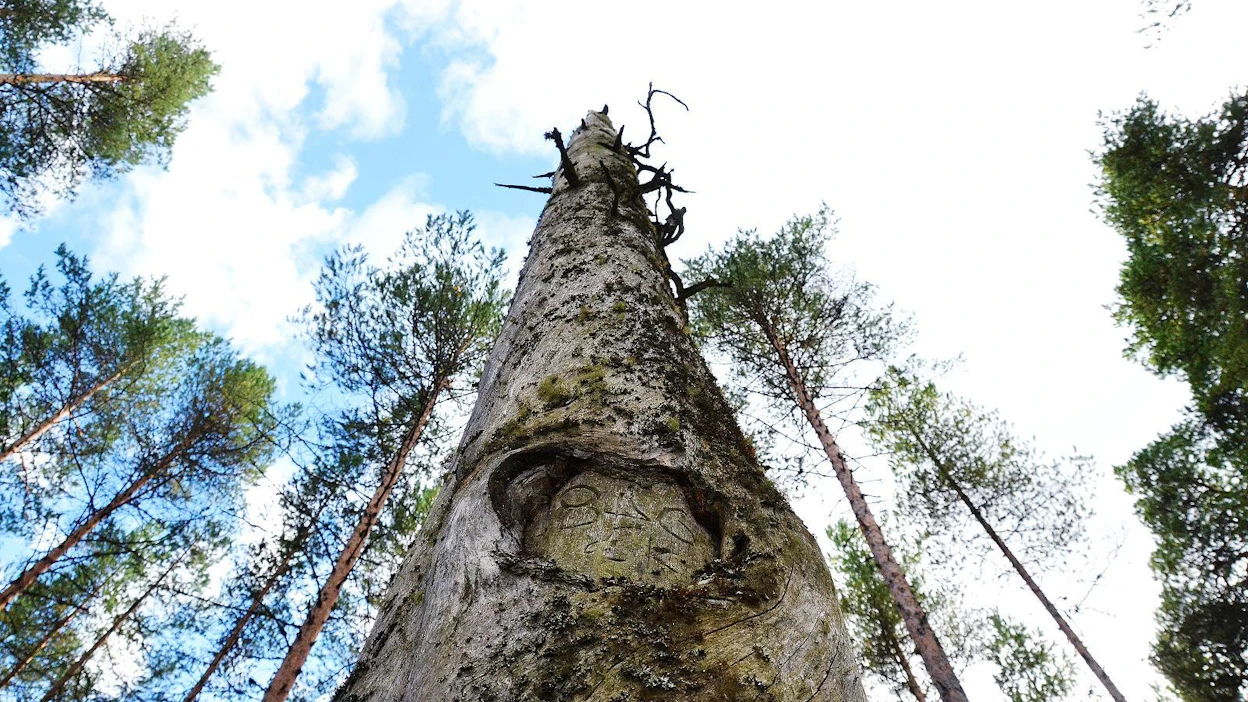 Pyhäkankaan karsikko sijaitsee vanhan ruumistien varrella. Puiden runkoihin on kaiverrettu nimikirjaimia ja kuolinvuosia.