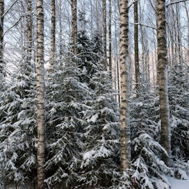 Metsät ovat merkittäviä hiilinieluja.
