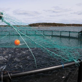 Yrityskaupan ehtojen oletetaan vahvistuvan helmikuun 2022 loppuun mennessä. Kuvassa Nordic Troutin kalankasvatuslaitos Kustavin Vartsalassa.