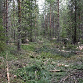 Hannes Mäntyranta on arvostellut metsien lisähakkuita vastustavan adressin allekirjoittaneita tutkijoita. Nyt tutkija Panu Halme arvostelee Mäntyrantaa tutkijoiden perusteettomasta leimaamisesta.