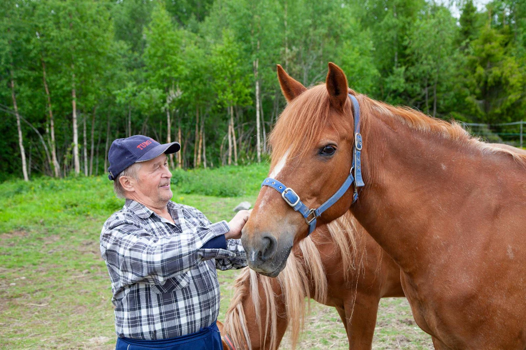 Vuoden 2002 ravikuningatar Turotuuli ja Kalevi Salmela kotonaan Rovaniemen Haukitaipaleen kylässä kesäkuussa 2018. Taustalla piilottelee Turotuulen viimeinen varsa Tuulenmimmi.