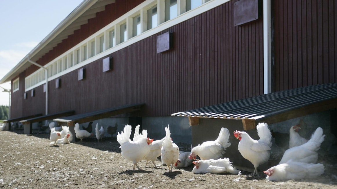 Ulkoilevan siipikarjan tarha on aidattava kauttaaltaan tai muuten suojattava niin, etteivät ne joudu kosketuksiin luonnonvaraisten vesi- tai petolintujen kanssa.