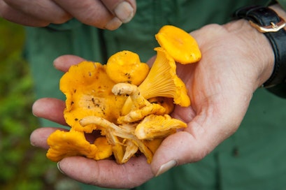 Salon mukaan sienestyskausi alkanee kunnolla elokuun alkupuolella, ellei tuleva hellejakso kestä pitkään.