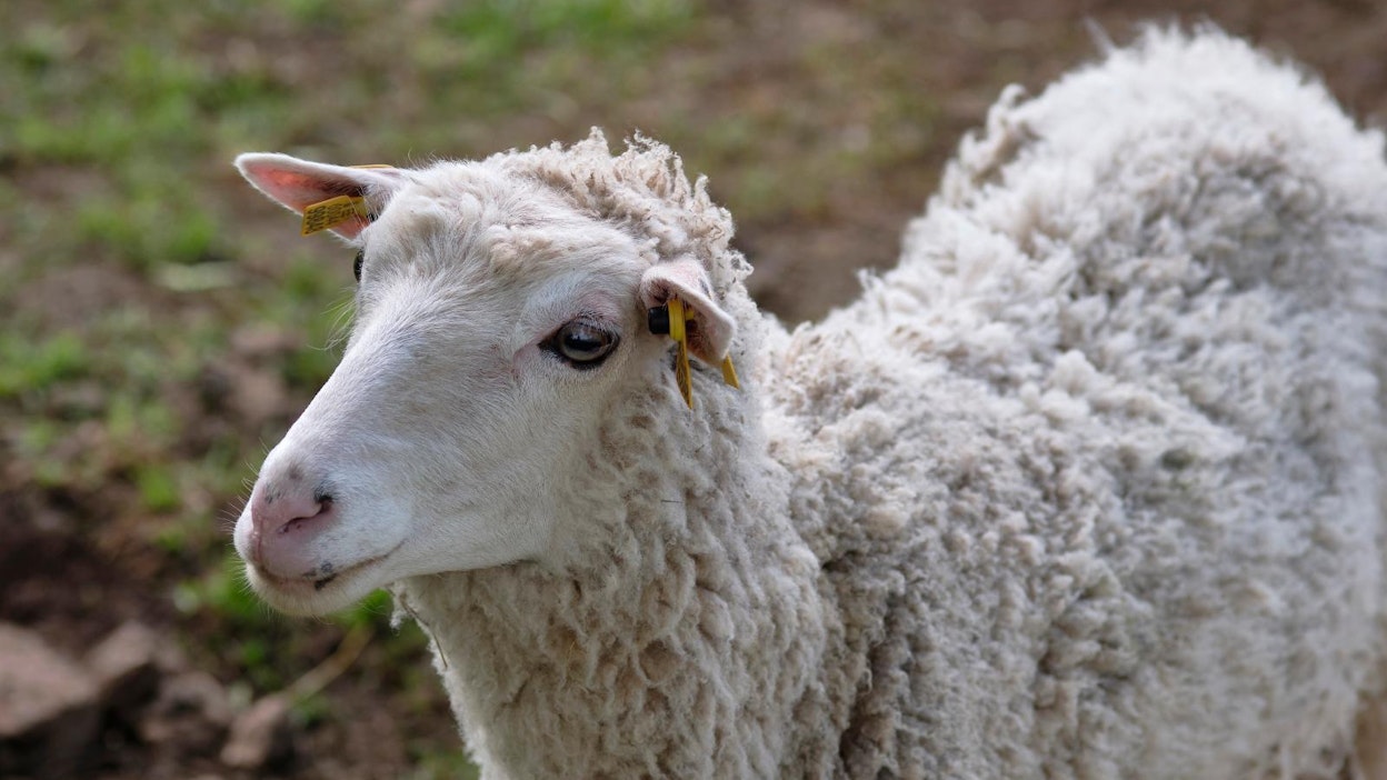 Saarella elävät lampaat ovat sukupolvi toisensa jälkeen syöneet pelkkää levää, 1800-luvulta saakka. Kuvituskuva