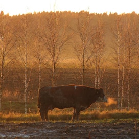 MTK:n ilmasto-ohjelma tähtää siihen, että Suomen maatalous on hiilineutraali vuoteen 2030 mennessä.