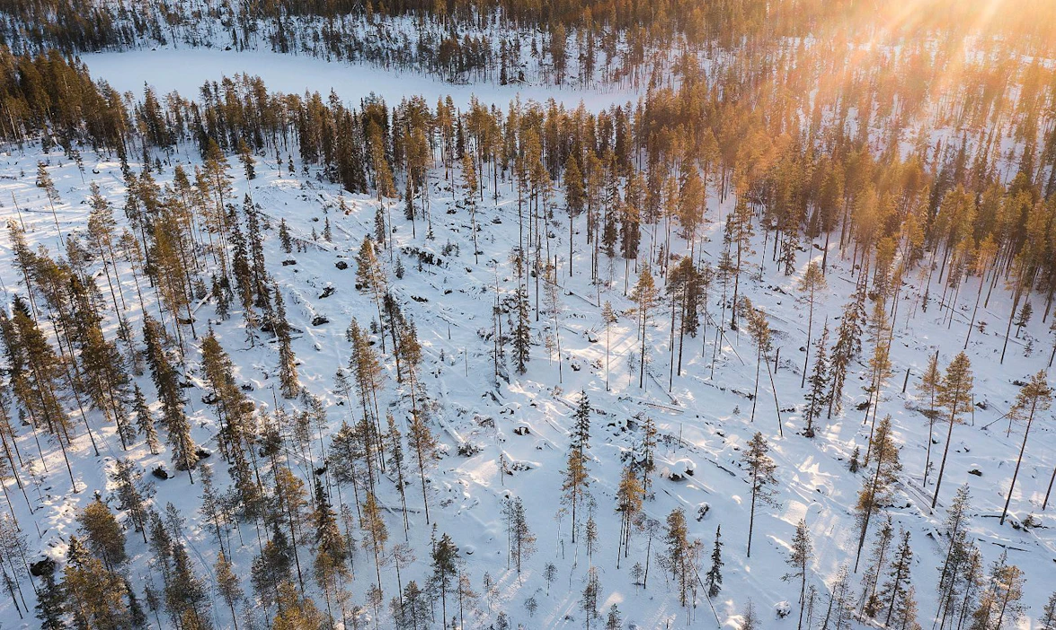 Tällä metsäkuviolla metsätalous on sallittua ja myrskyn kaatamat puut oli tarkoitus korjata syksyllä ja ajaa pois talvella, mutta ely-keskukselta ei vielä ole tullut hyväksyntää puunkorjuulle. Tukit ovat vaarassa sinistyä, kun kevät koittaa.