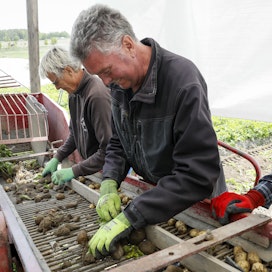 Anne Santalahti (vas), Timo Vesa sekä Lasse Lähteenmäki lajittelivat perunaa säkkeihin Törnen tilalla Naantalin Rymättylässä keskiviikkona. Mika Törne ajoi traktoria.