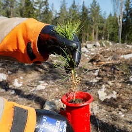 Taimien istutuksessa metsään ja taimikonhoitotöissä Pohjan Taimea sitoo yhteistyösopimus, jonka mukaan kyseisiin töihin käytetään liettualaisen Skogran-yhtiön työntekijöitä.
