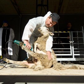 Lauantaina keritsemisen SM-kisaan osallistunut Rauno Pohjasenaho pitää lampaan nahkaa sileänä toisella kädellä. Toisessa kädessä on keritsin. Lammas pidetään tukevasti mutta lempeästi jalkojen välissä, jotta työ käy sujuvasti ja turvallisesti.