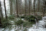 Järeysrunkohinnassa metsänomistaja saa arvion siitä, mikä on kaadettujen kuusirunkojen ja mäntyrunkojen keskijäreys ja kummallekin puulajille maksettava runkohinta kuutiometrille.