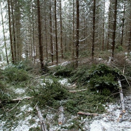 Järeysrunkohinnassa metsänomistaja saa arvion siitä, mikä on kaadettujen kuusirunkojen ja mäntyrunkojen keskijäreys ja kummallekin puulajille maksettava runkohinta kuutiometrille.