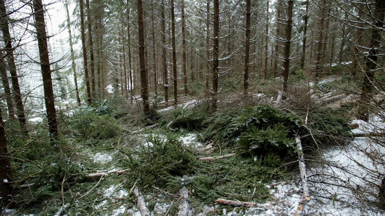 Järeysrunkohinnassa metsänomistaja saa arvion siitä, mikä on kaadettujen kuusirunkojen ja mäntyrunkojen keskijäreys ja kummallekin puulajille maksettava runkohinta kuutiometrille.