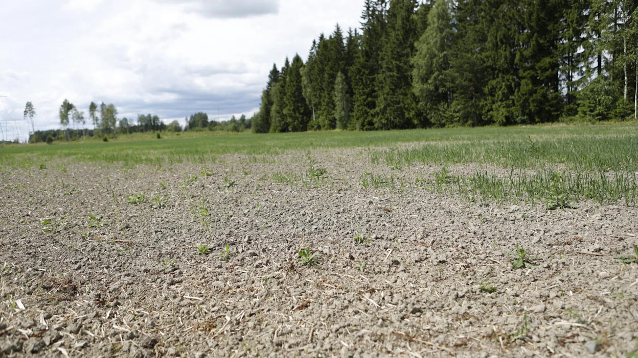 Kuivuus on koetellut koko pohjoista Eurooppaa keväästä lähtien. Monin paikoin pellot eivät kylvön jälkeen itäneet, ja sato jää siksi kymmeniä prosentteja keskimääräisestä.