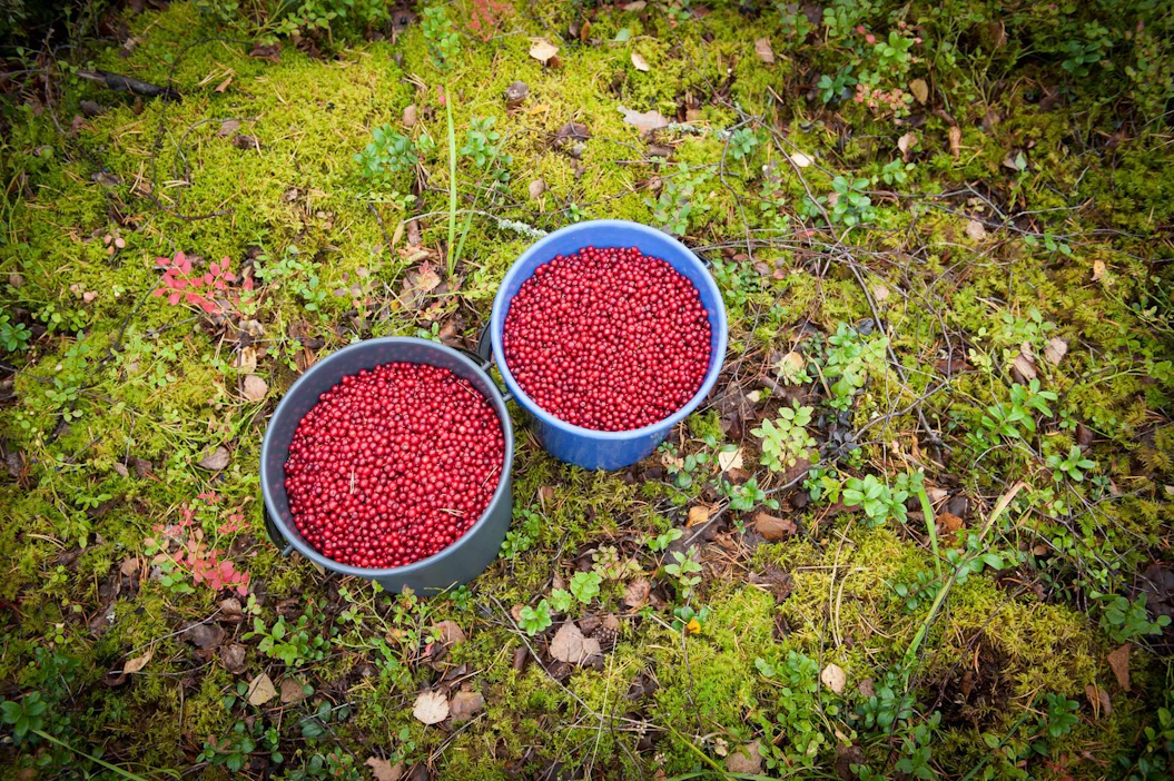 Puolukan hyvä sato mahdollisti erinomaisen ostotuloksen 4H:n marjanostopisteillä. Kuvituskuva.