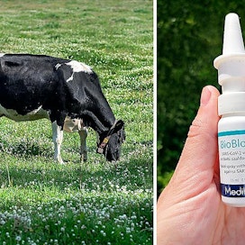 Virolainen nenäsumute on valmistettu lehmien ternimaidosta.