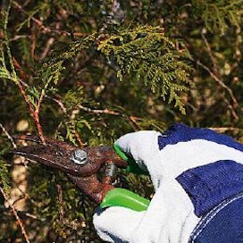 Suomessa kasvavat tuijat ovat pääsääntöisesti kanadantuijan (Thuja occidentalis) perusmuotoa tai lajikkeita. Puu on pitkäikäinen ja kestää hyvin leikkaamista.
