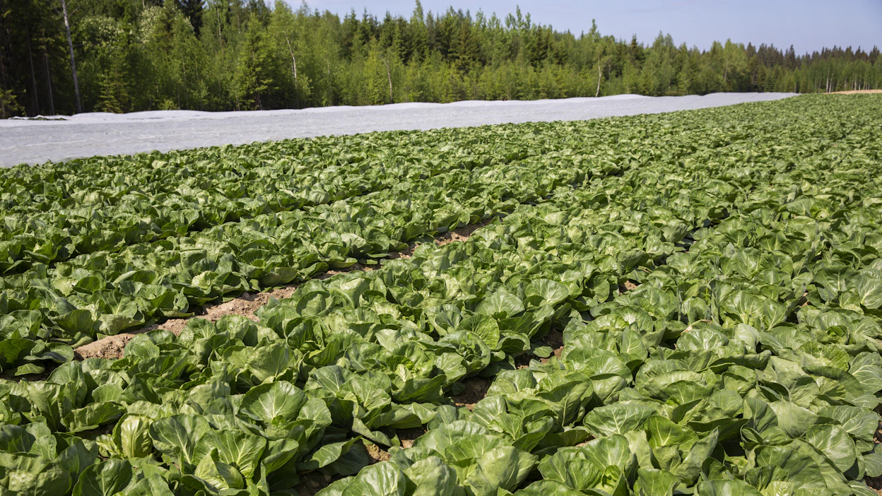 Varhaiskaalia Etelä-Savossa. Arkistokuva.