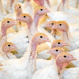 Keskilännen osavaltioissa jyllää lintuinfluenssavirus, joka uhkaa paitsi kalkkunan myös muuta siipikarjatuotantoa.