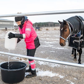 Hevosten huolellinen talvijuotto voi vähentää ähkyjä. Kuvassa tallimestari Jenny Wikström viemässä hevosille vettä. Kuvituskuva.