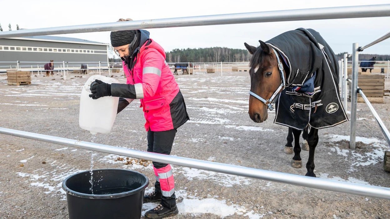 Hevosten huolellinen talvijuotto voi vähentää ähkyjä. Kuvassa tallimestari Jenny Wikström viemässä hevosille vettä. Kuvituskuva.