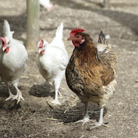 Lintujen kevätmuuton aikaan siipikarja on suojattava lintuinfluenssatartunnan varalta.