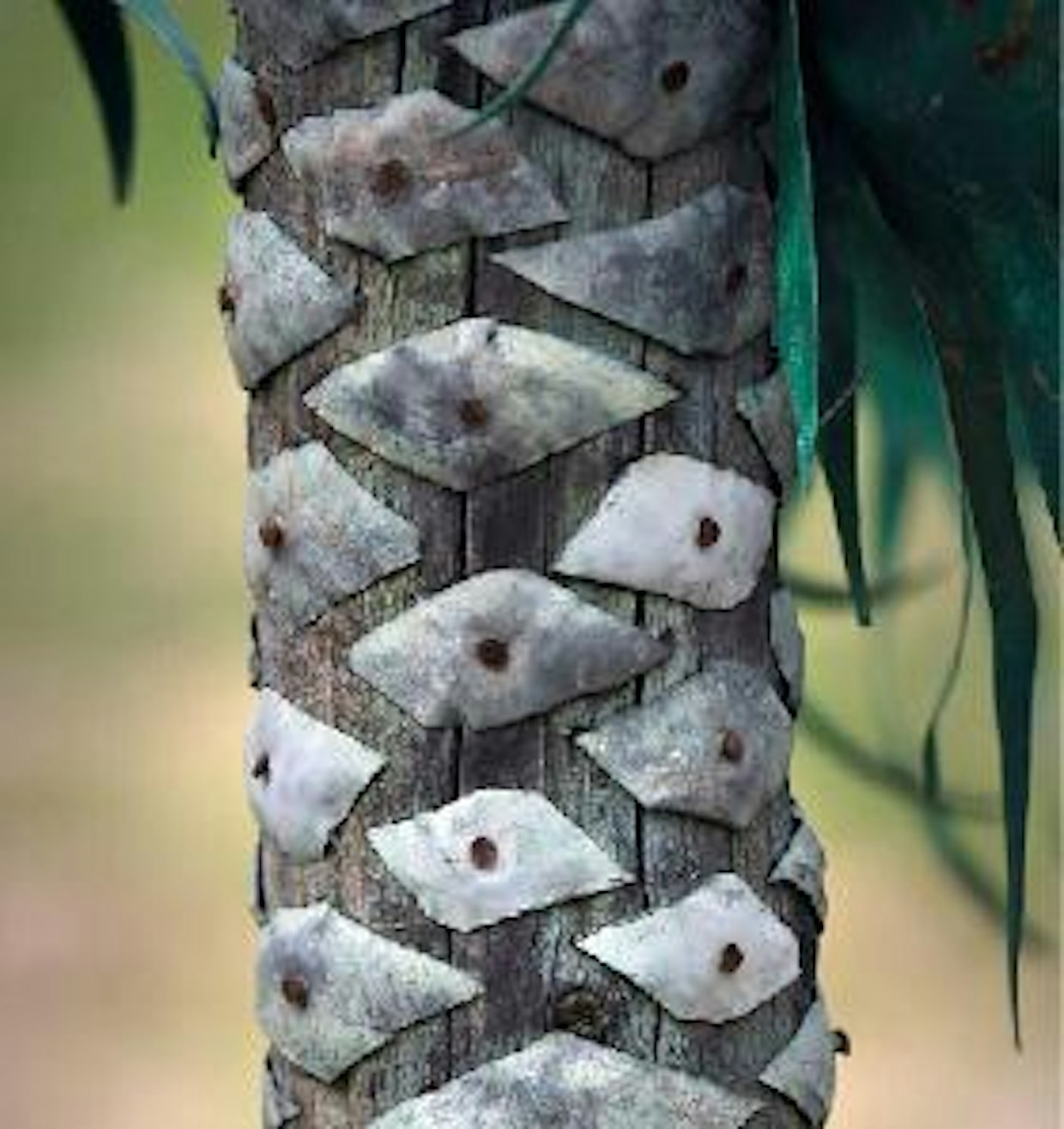 Palmun runkoon on kiinnitetty satoja peltipaloja.