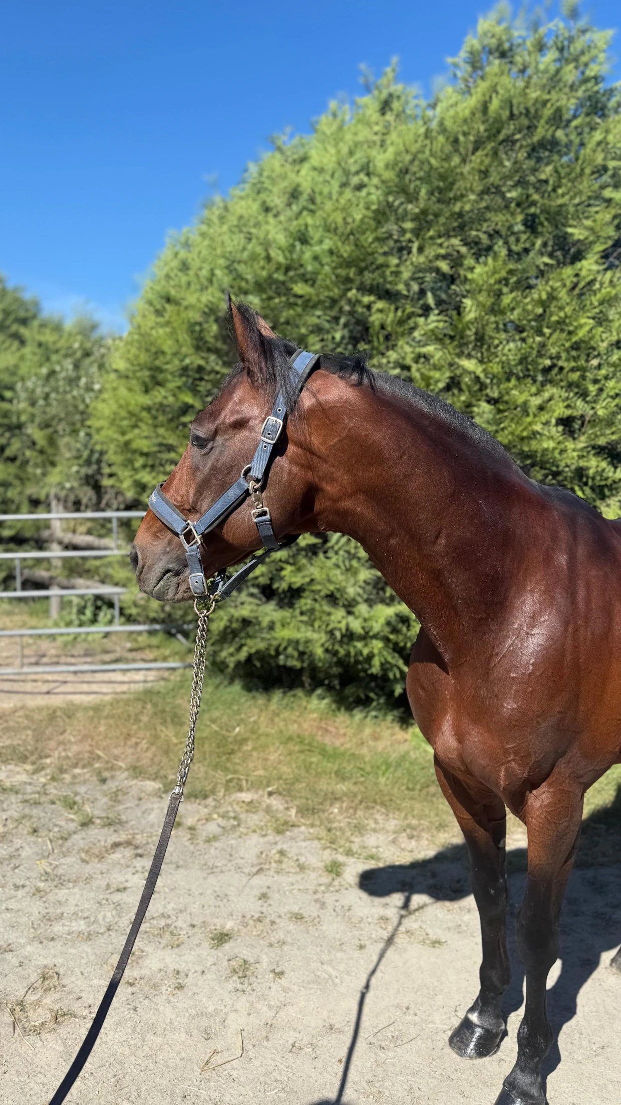 Idao de Tillard toipui kaikkien hämmennykseksi pikavauhtia tammikuisesta ähkyleikkauksesta ja kevään korvalla valmiina valloittamaan Elitloppetin.