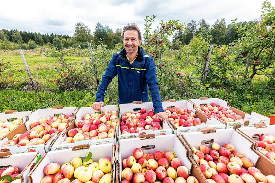 Panu Hiekkalan viljelemät kotimaiset luomuomenat käyvät hyvin kaupaksi.