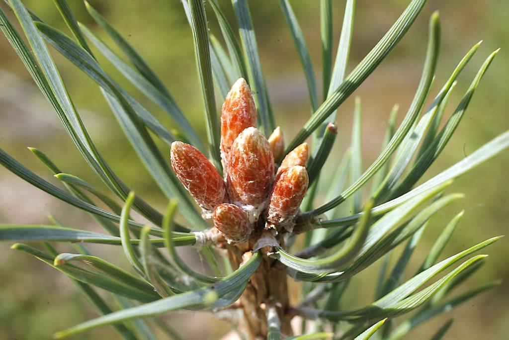 Japaninpunamännyn neulasista ja oksankärjistä eristetty uute toimi erityisen hyvin komponenttina täysjyväleivässä. Kuvassa kotimainen metsämänty.