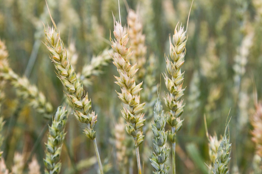 Viljan hinnat vajoavat suurten varastojen takia.