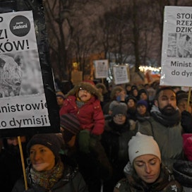 Puolassa odotetaan villisikojen teurastusta vastustavia mielenosoituksia lähipäivinä.