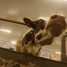 Raisio on saanut patentin Benemilk-rehulleen, joka kasvattaa lehmien maitotuotosta.