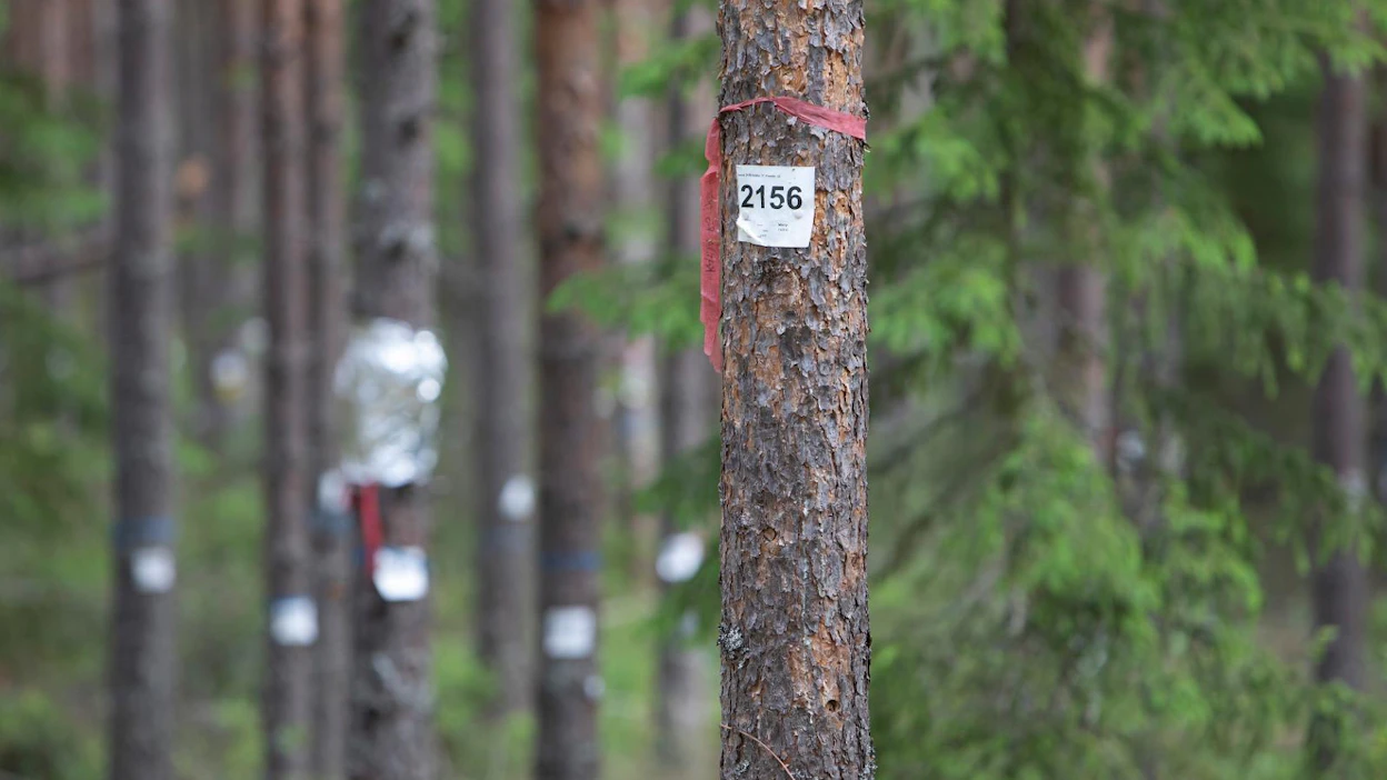 Tutkimusaseman puut laputettiin viime kesänä, mikä helpotti talven lumituhojen kartoitusta.