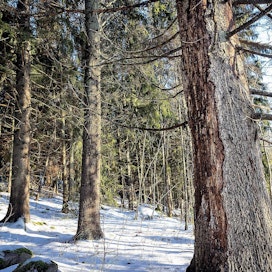 Lohjan Keuraanmäen reilun viiden hehtaarin suojelualueen lahjoitti Luonnonperintösäätiölle elokuvaohjaaja Aki Kaurismäki. Luontolahja on aarniomaista metsää.