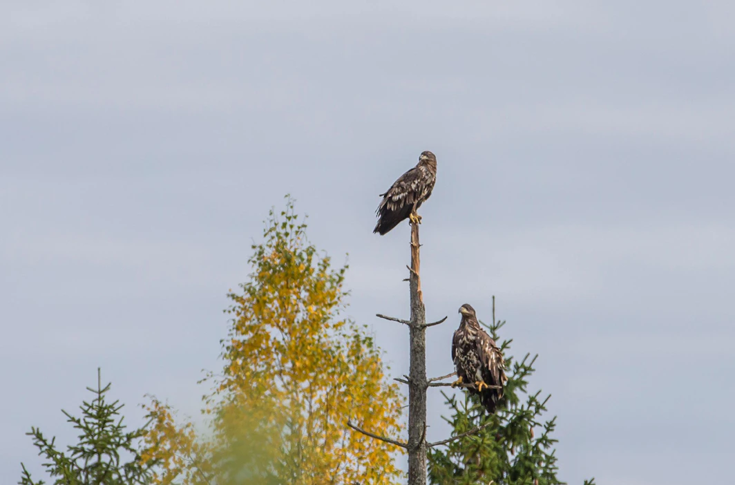 Etelämpää Suomesta löydettyjen merikotkien pesistä Metsähallitus ei maksa löytöpalkkiota.