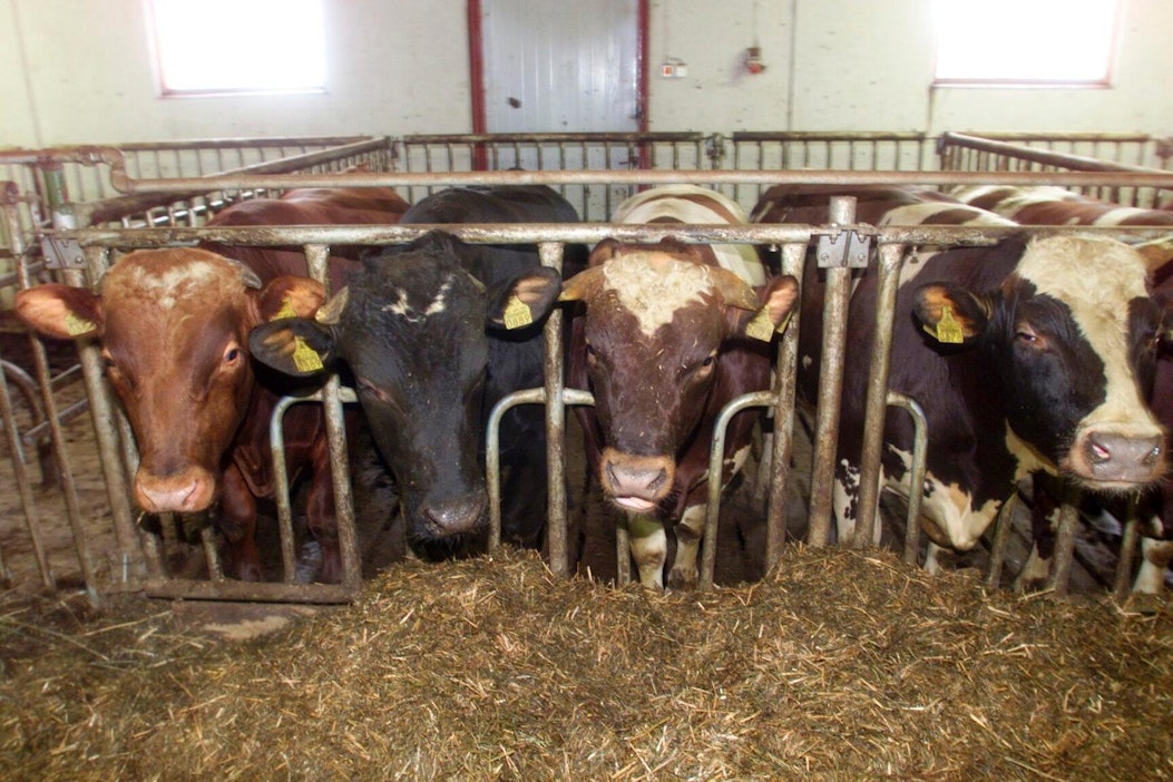 Kuvan sonnit eivät liity tapaukseen.