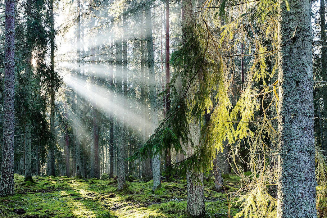 Suurin osa Suomen ja Ruotsin FSC-sertifioiduista metsistä on isojen yritysten omistamia.