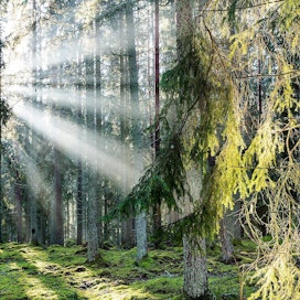 Suurin osa Suomen ja Ruotsin FSC-sertifioiduista metsistä on isojen yritysten omistamia.