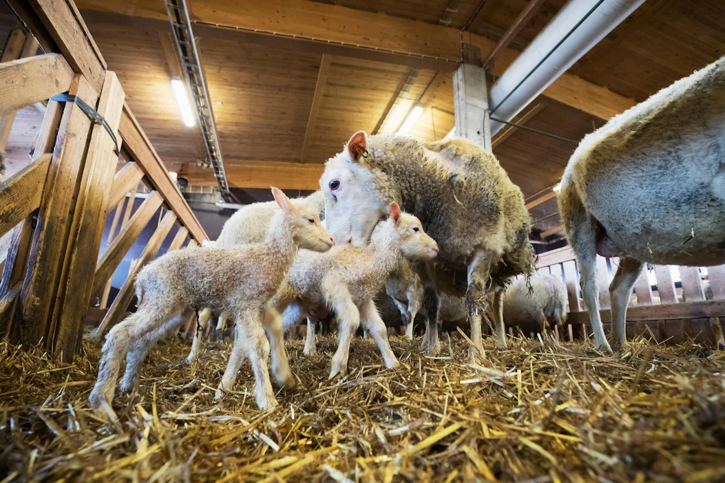 Pelson lammasgeenipankkiin kuuluu noin 680 uuhta ja karitsaa. Lampaat ovat roduiltaan suomenlampaita ja kainuunharmaksia.