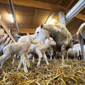 Pelson lammasgeenipankkiin kuuluu noin 680 uuhta ja karitsaa. Lampaat ovat roduiltaan suomenlampaita ja kainuunharmaksia.