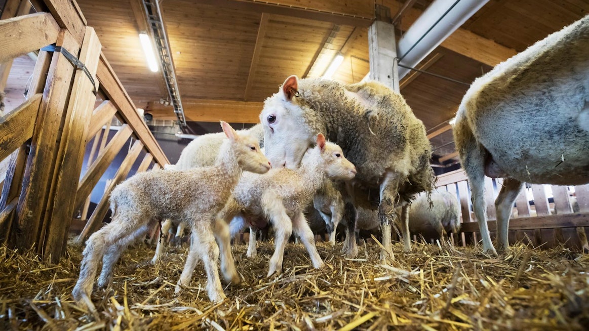Pelson lammasgeenipankkiin kuuluu noin 680 uuhta ja karitsaa. Lampaat ovat roduiltaan suomenlampaita ja kainuunharmaksia.