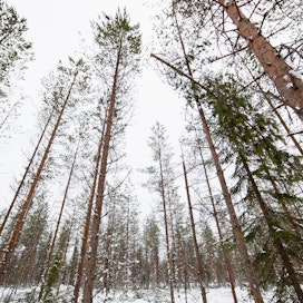 Kestävä metsätalous on jäsenmaiden kompetenssia, MTK sanoo.