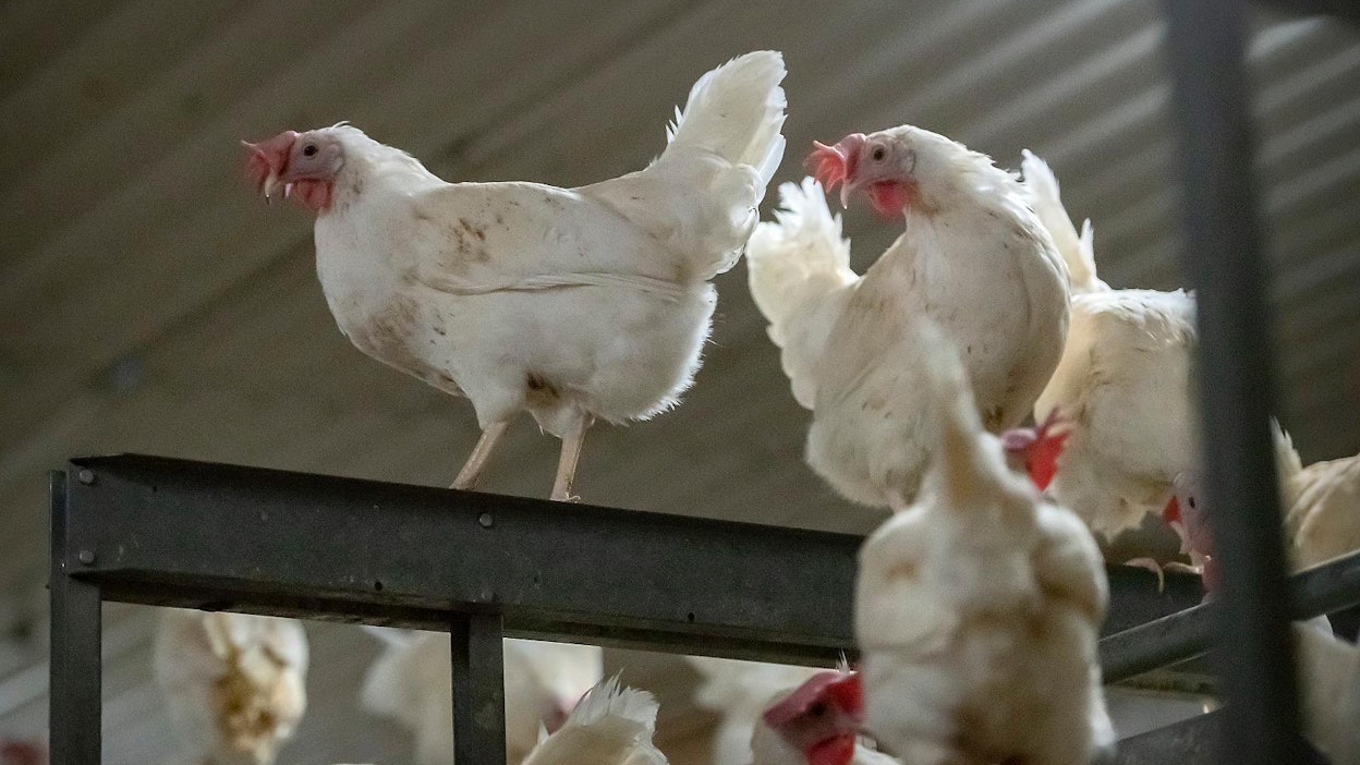 Edullisilla eläinrokotteilla voitaisiin VTT:n mukaan korvata antibioottien käyttöä.