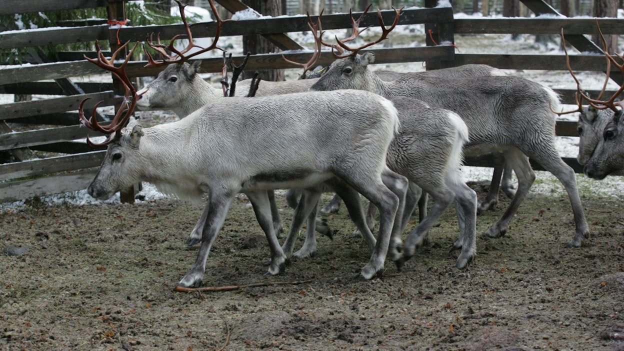 Porot aitaukseen? Se on uhkana Lapissa, kirjoittaa Kärnä kolumnissaan.