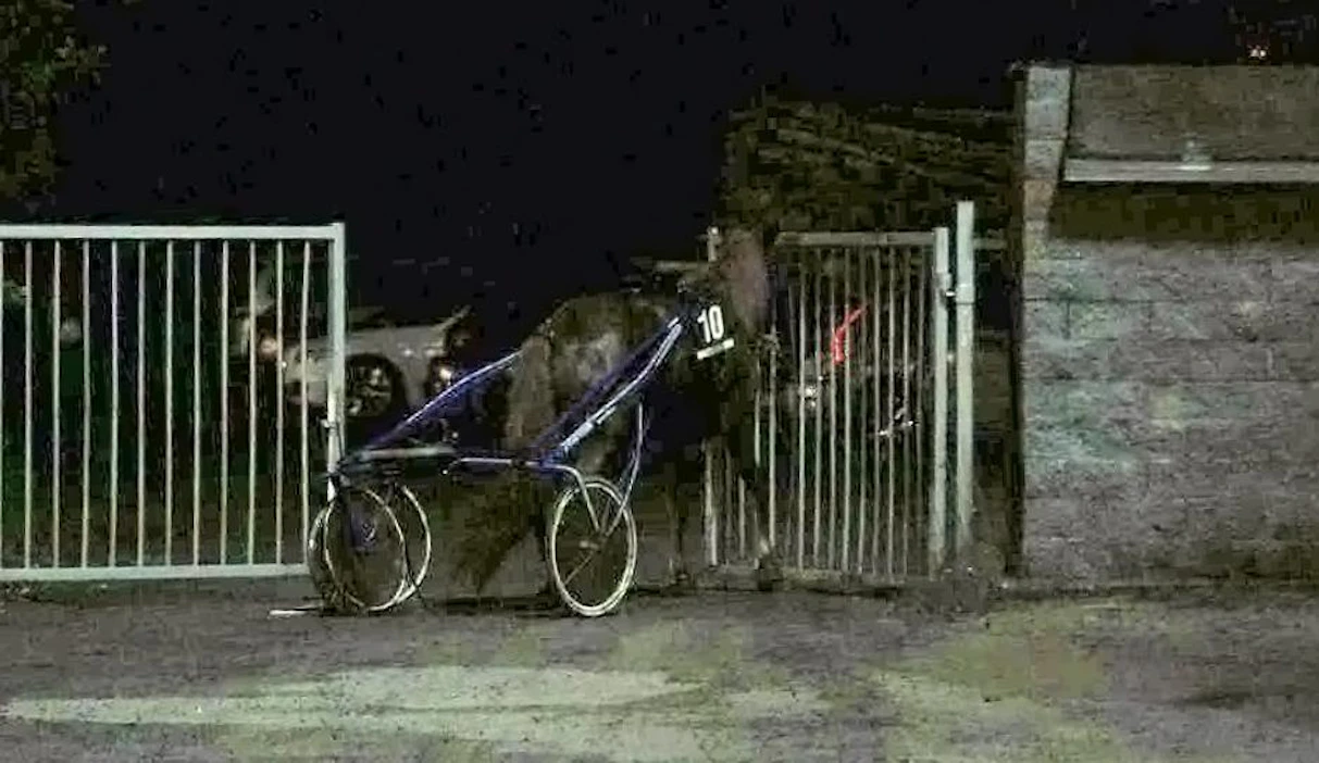 Lintikka pääsi juoksemaan yleisöalueen läpi ja porttia päin niin, että portti aukesi ja hevonen pääsi jatkamaan karkumatkaansa kaupunkiin.