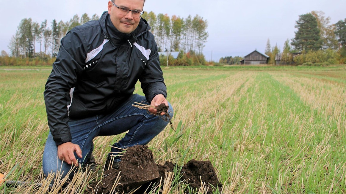 Rami Liljan pelloilla ei juuri kyntöauraa näe. Maan kasvukunnosta huolehditaan muun muassa monipuolisilla viljelykierrolla ja peltojen talviaikaisella kasvipeitteisyydellä. Perunaruttoa varten hän joutuu torjunta-ainetta ruiskuttamaan, tosin 30–50 prosenttia vähemmän kuin normikaavan mukaan viljelevät.