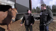 Anna-Kaisa Tenhusella ja hänen miehellään Miika Tenhusella on tallissaan 20 valmennettavaa hevosta ja 8 siitostammaa. Toimittaja Tappi Hoikka kyseli Anna-Kaisalta menestymisen salaisuutta.